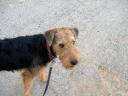 Bogart Airedale Puppy