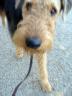 Bogart Airedale Puppy