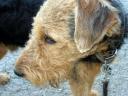 Bogart Airedale Puppy