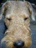 Bogart Airedale Puppy