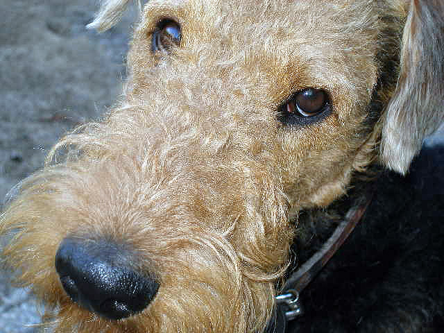 Bogart Airedale Puppy