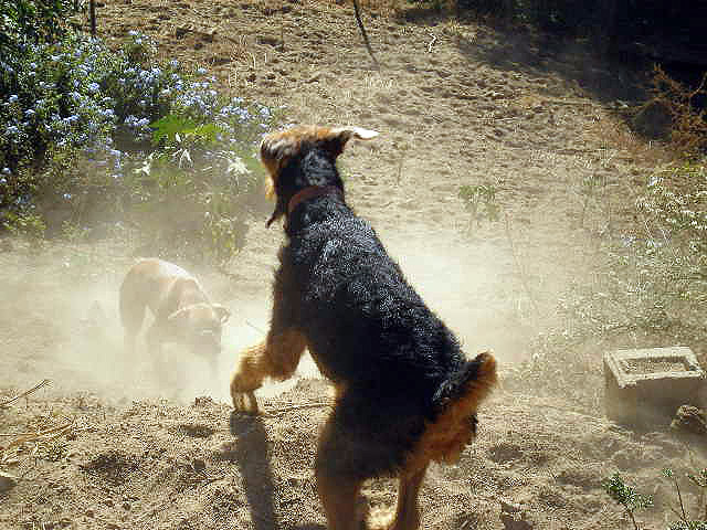 Bogart and Heidi