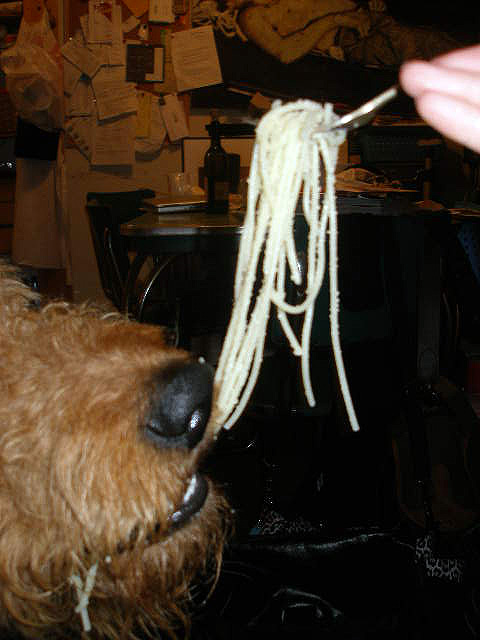 Airedale Spaghetti