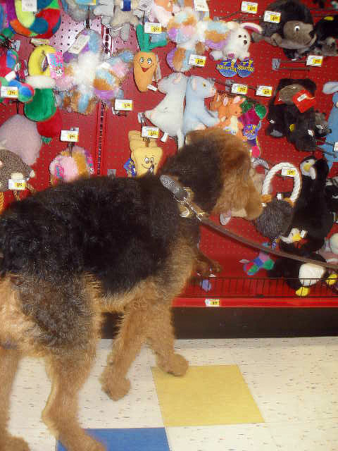 Bogart at Petco