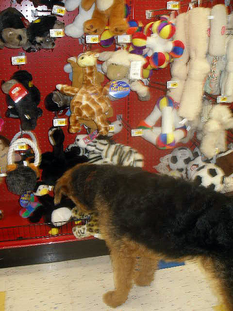 Bogart at Petco