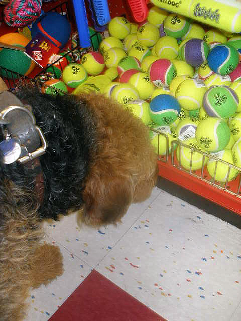 Bogart at Petco