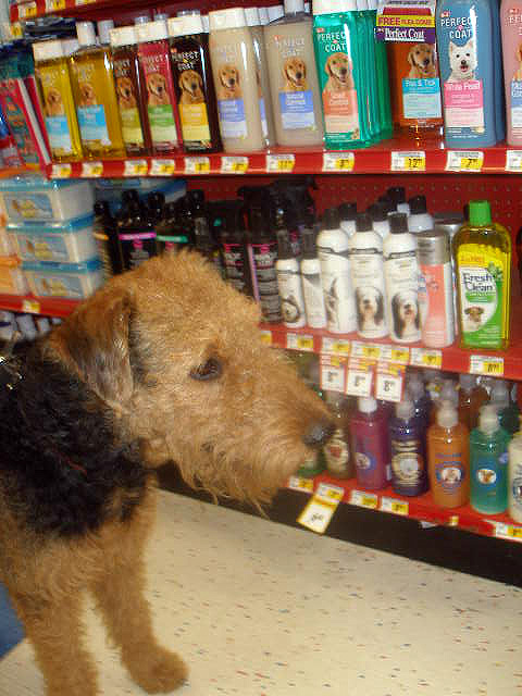 Bogart at Petco