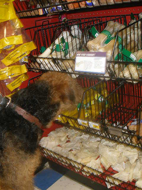 Bogart at Petco