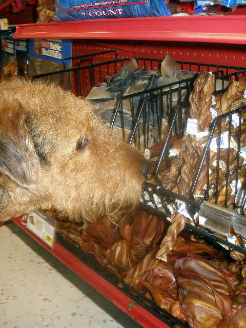 Bogart at Petco