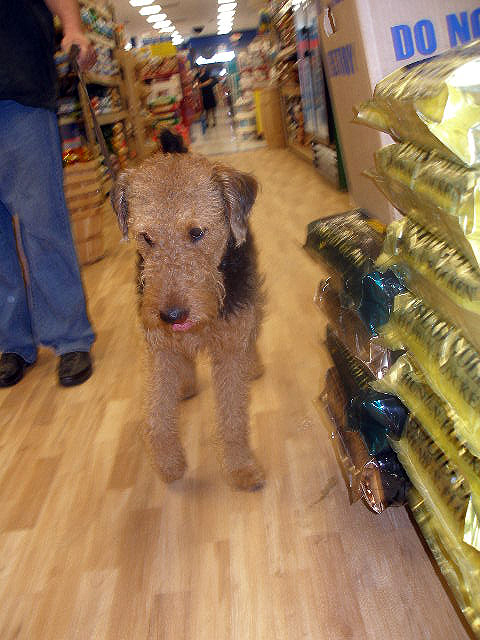 Bogart at Petco