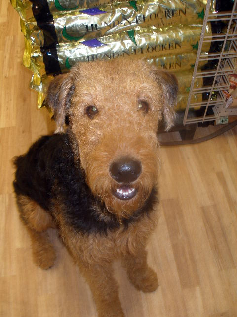 Bogart at Petco