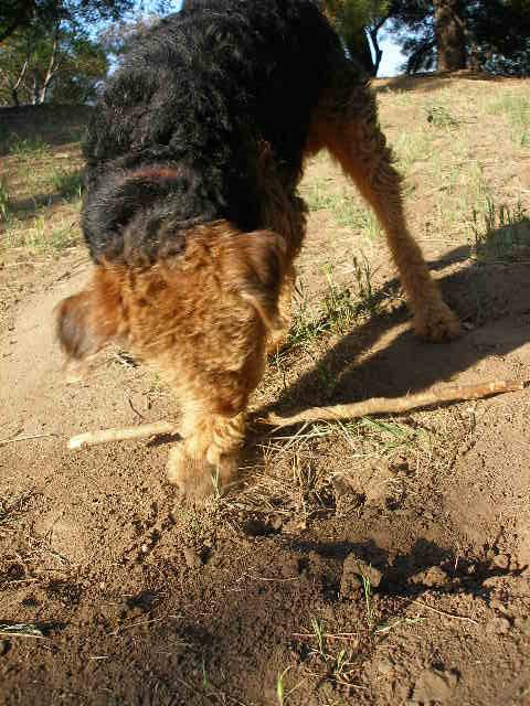 Bogart Stick Work