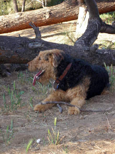 Bogart Stick Work