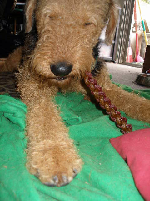 Maggie & Mitch Airedales