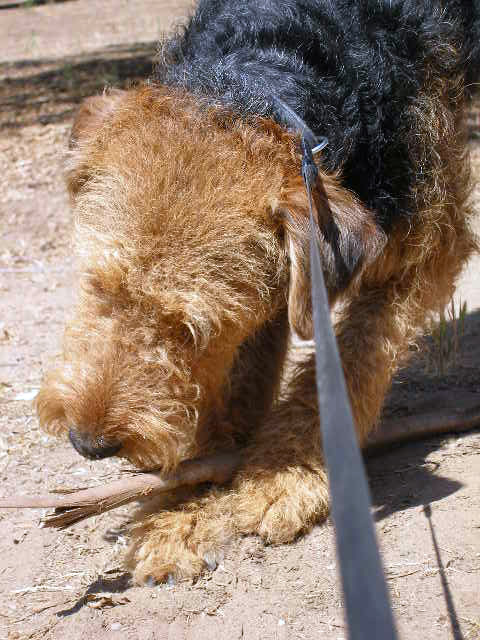 A Man and his Stick