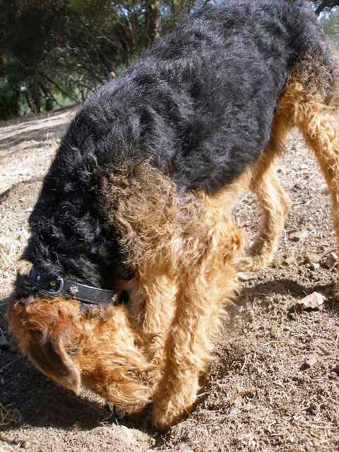 Bogart Digging