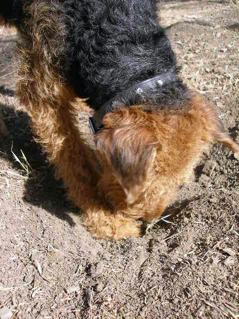 Bogart Digging