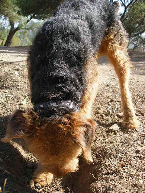 Bogart Digging