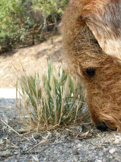 Foxtails