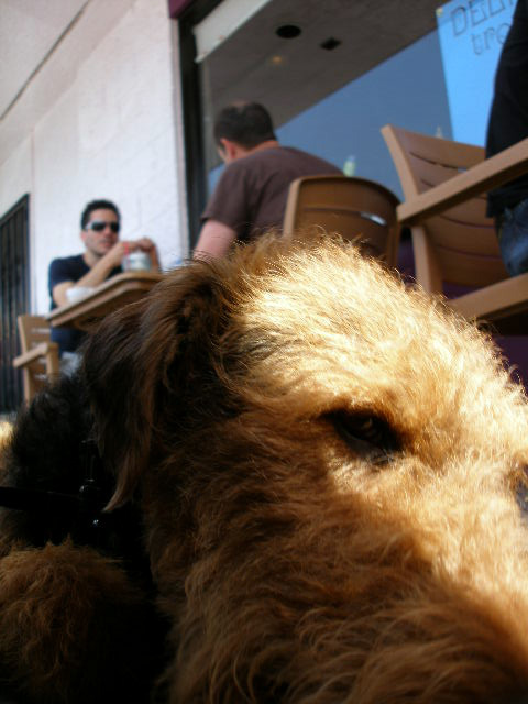 Bogart at Good Microbrew