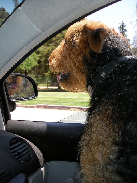 Griffith Park Bogie