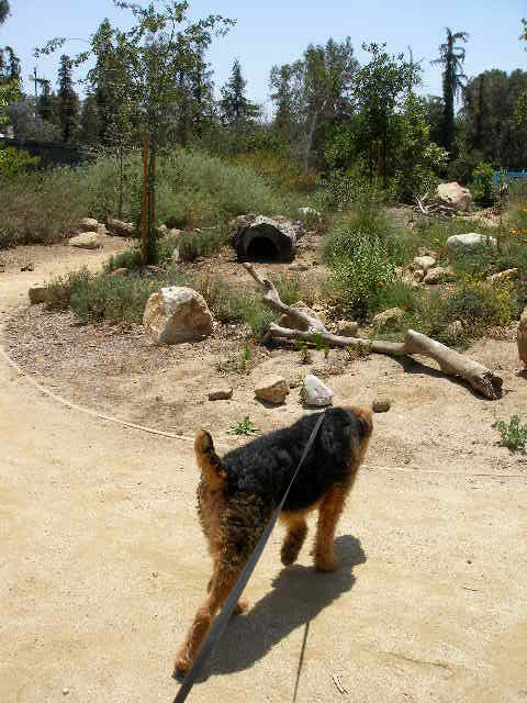 Griffith Park Bogie