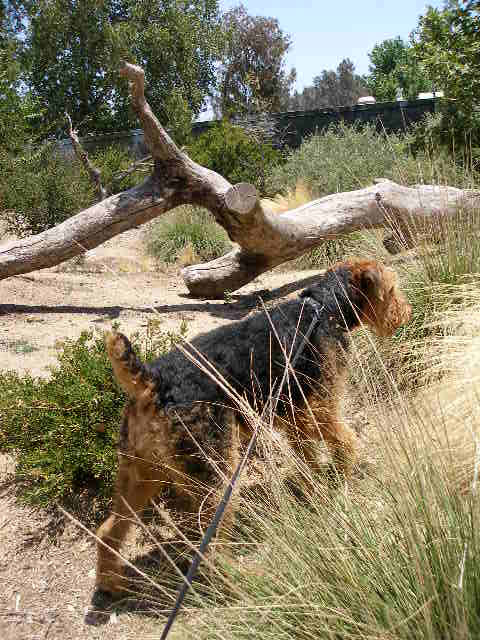 Griffith Park Bogie