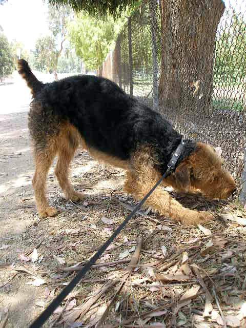 Griffith Park Bogie