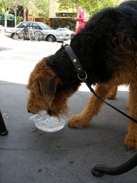 Bogart in Pasadena