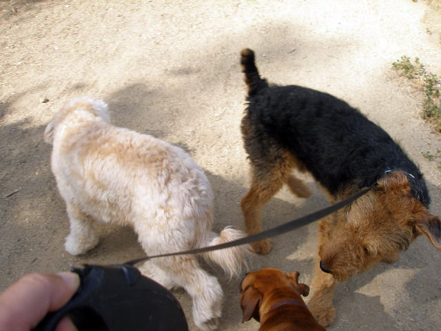 Bogart at the Park