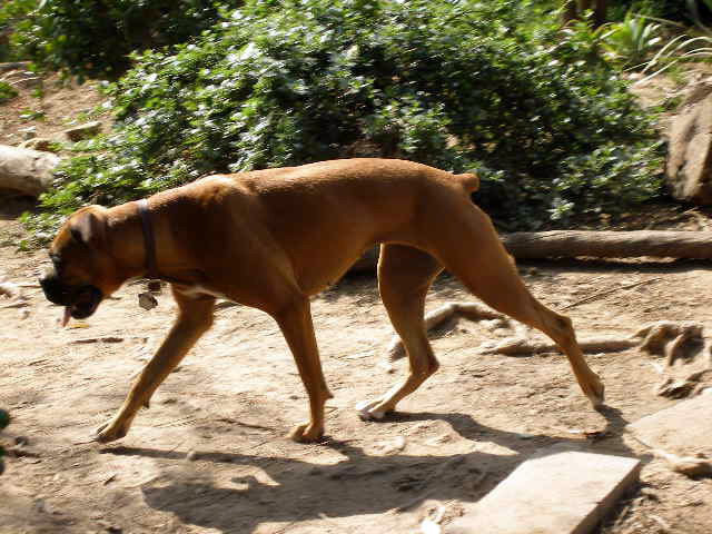 Bogart at the Park