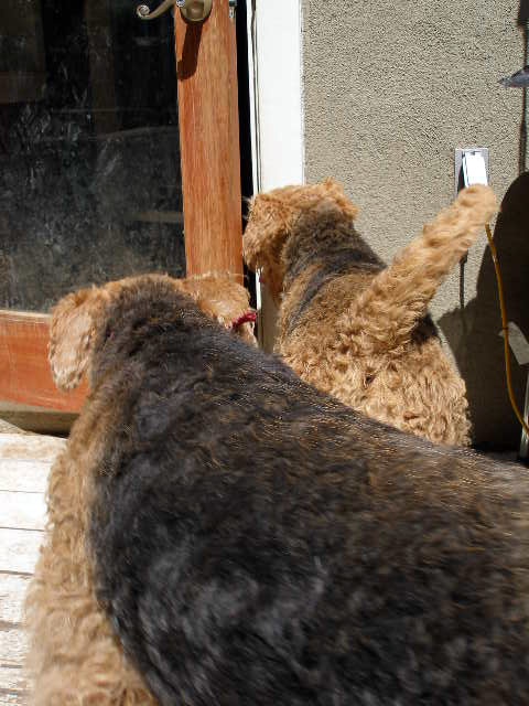 Airedales!