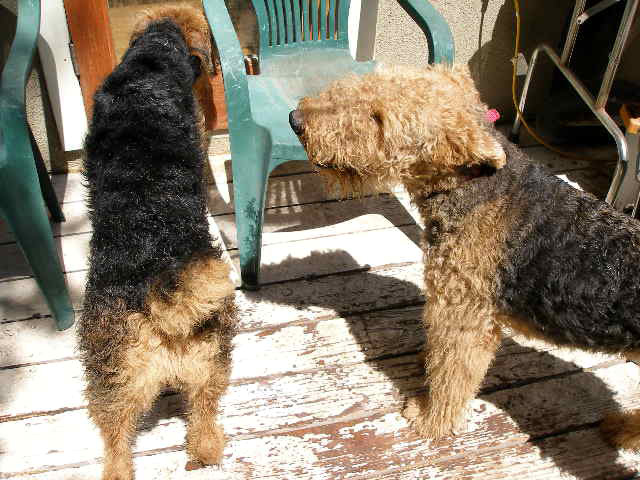 Airedales!