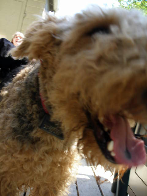 Airedales!