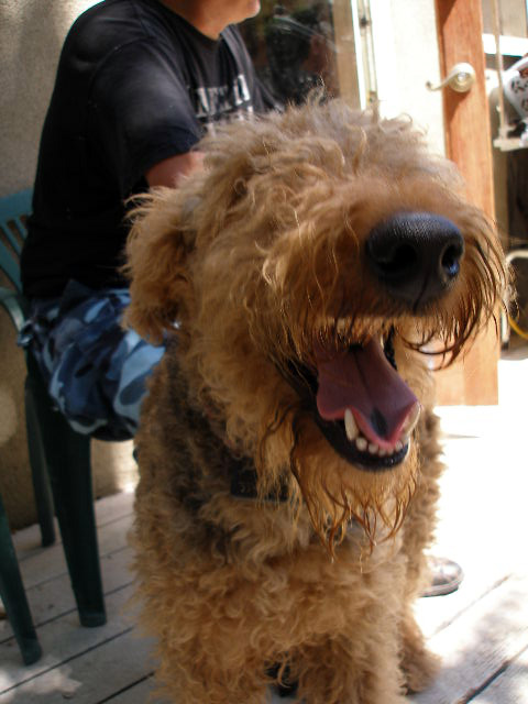 Airedales!