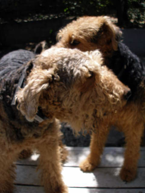 Airedales!