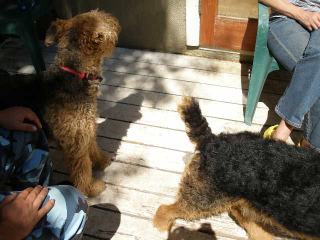 Airedales!