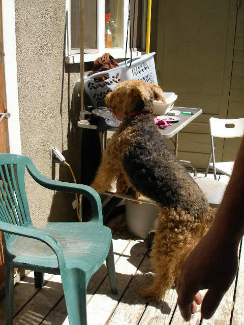 Airedales!