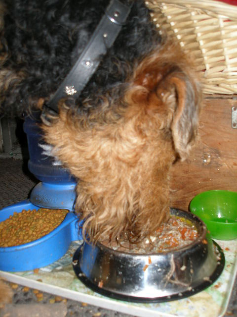 Bogart's Homemade Dog Food