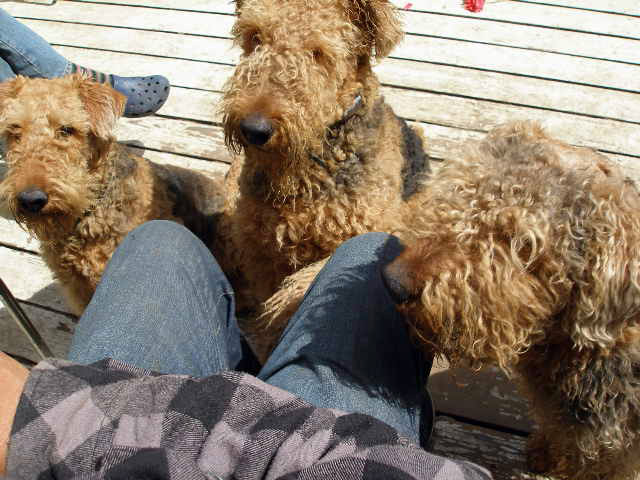 Airedale Treats