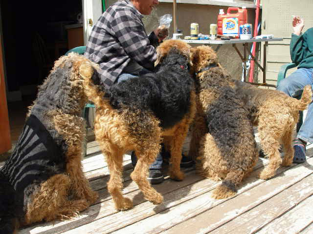 Airedale Treats