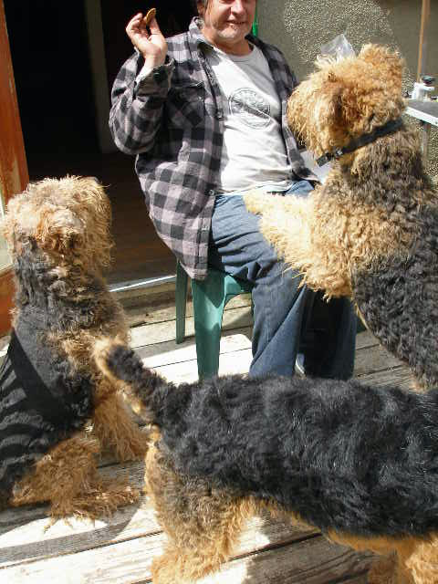 Airedale Treats