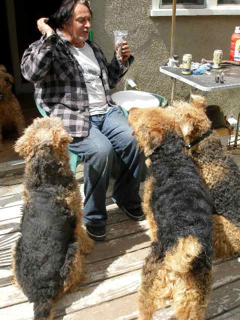 Airedale Treats