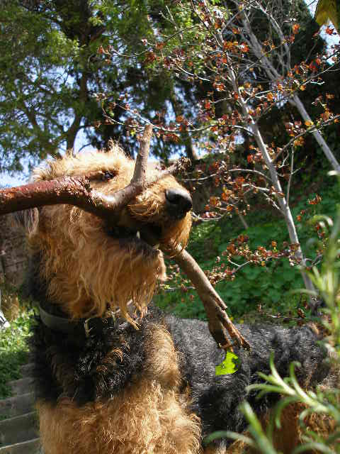 Nature Dog