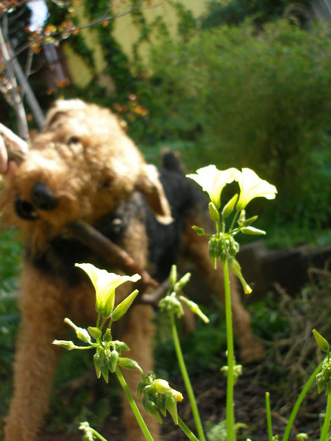 Nature Dog