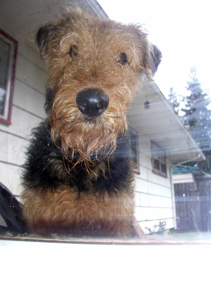 Airedale Yard