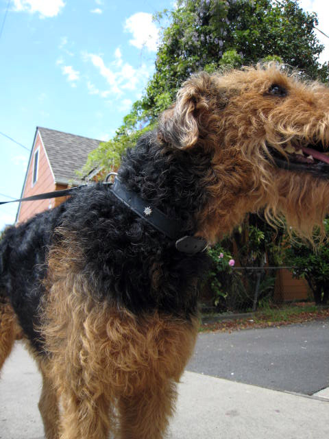 Airedale Terrier Saturday