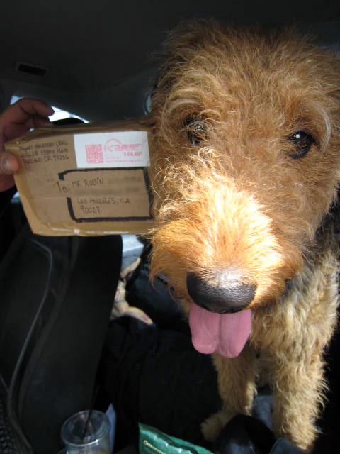 Airedale Terrier Saturday