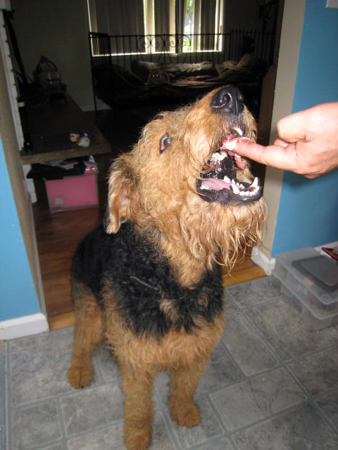 Airedale Terrier Saturday