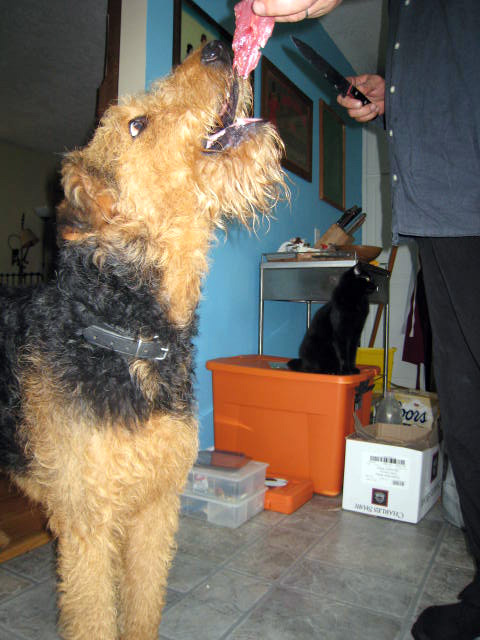 Airedale Terrier Saturday